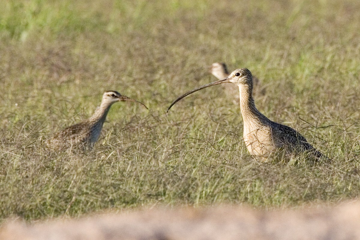 Long-billed Curlew - ML529274601