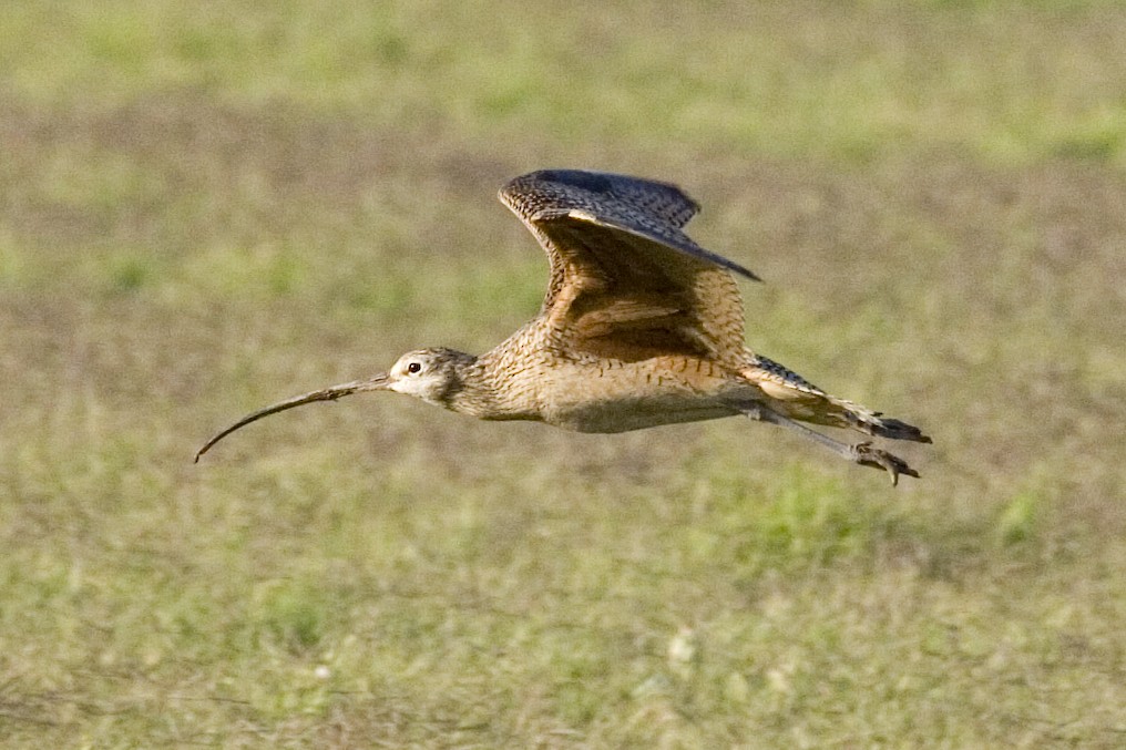 Long-billed Curlew - ML529274611