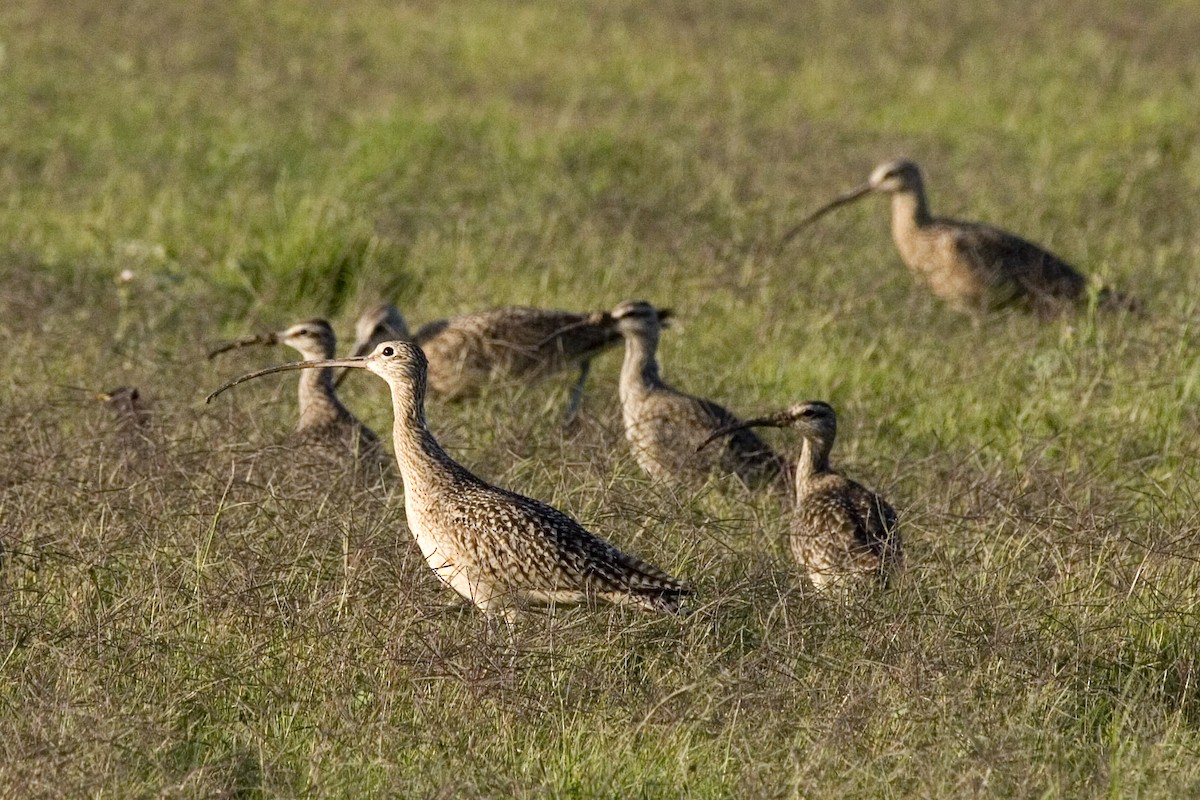 Long-billed Curlew - ML529274621