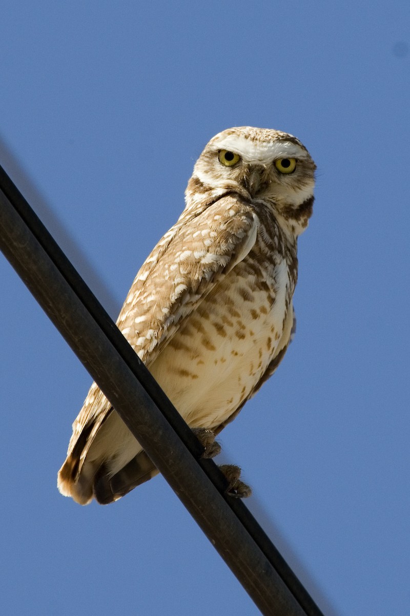 Burrowing Owl - ML529276111