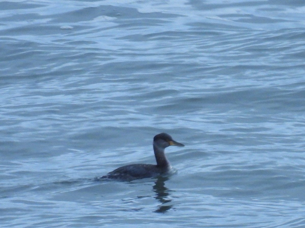 Red-necked Grebe - ML529279111