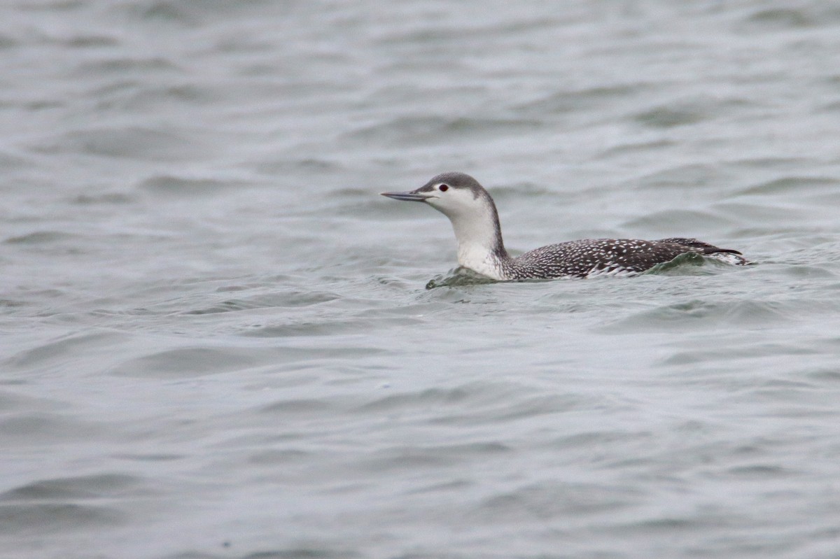 Red-throated Loon - ML529291321