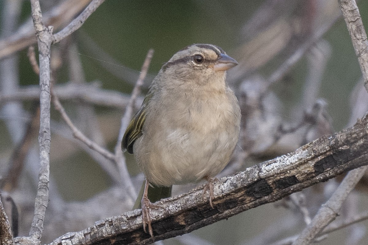 Olive Sparrow (Pacific) - ML529294501