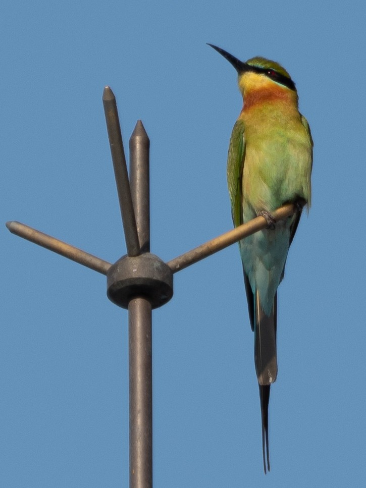 Blue-tailed Bee-eater - ML529295321