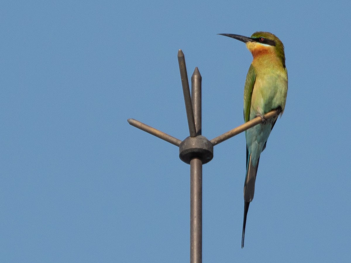 Blue-tailed Bee-eater - ML529295331