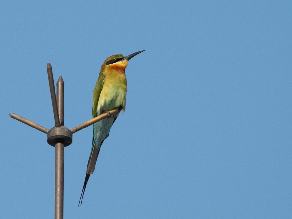 Blue-tailed Bee-eater - ML529295341