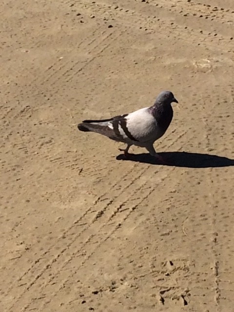 Rock Pigeon (Feral Pigeon) - ML52929551