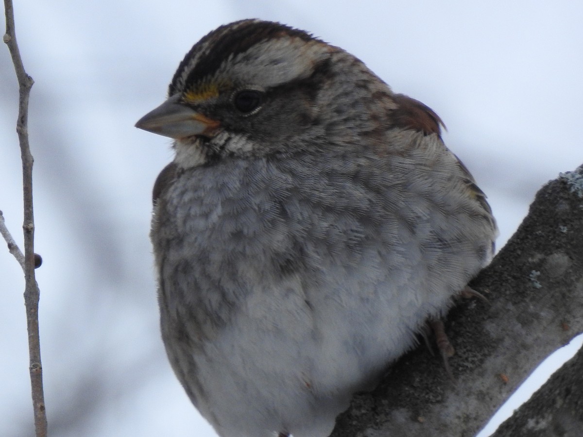 White-throated Sparrow - ML529298061