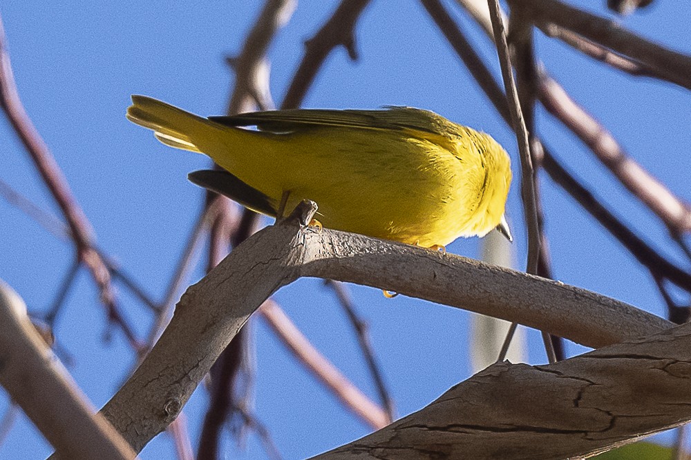 Yellow Warbler - ML529301261