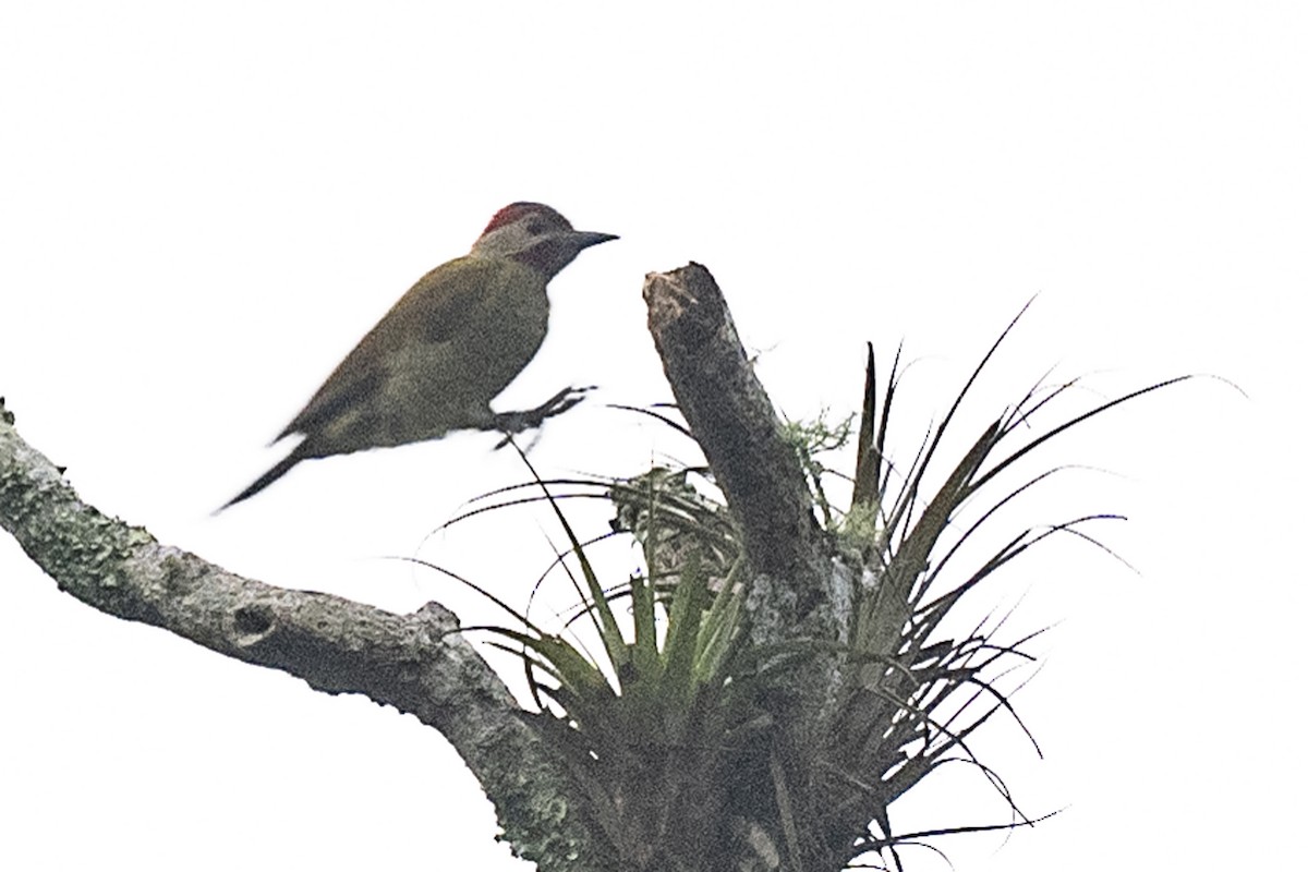 Golden-olive Woodpecker - ML529301431