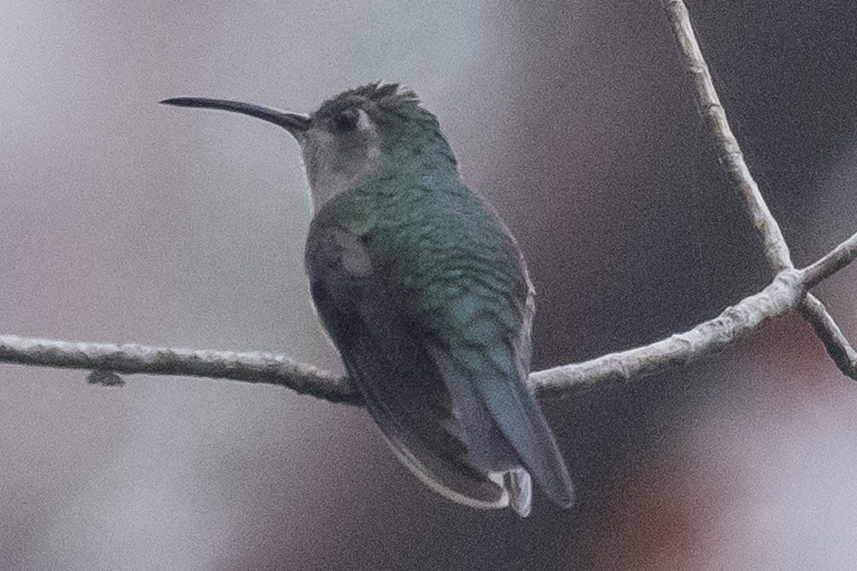 Wedge-tailed Sabrewing (Long-tailed) - ML529302481