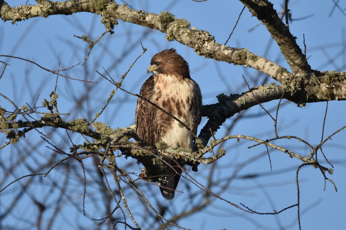 Red-tailed Hawk - Finn Harty