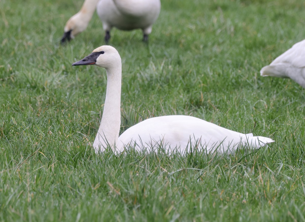 eBird Checklist - 28 Jan 2023 - stakeout Whooper Swan, Osceola (2023 ...