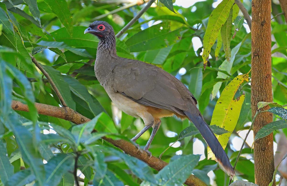 West Mexican Chachalaca - Ad Konings