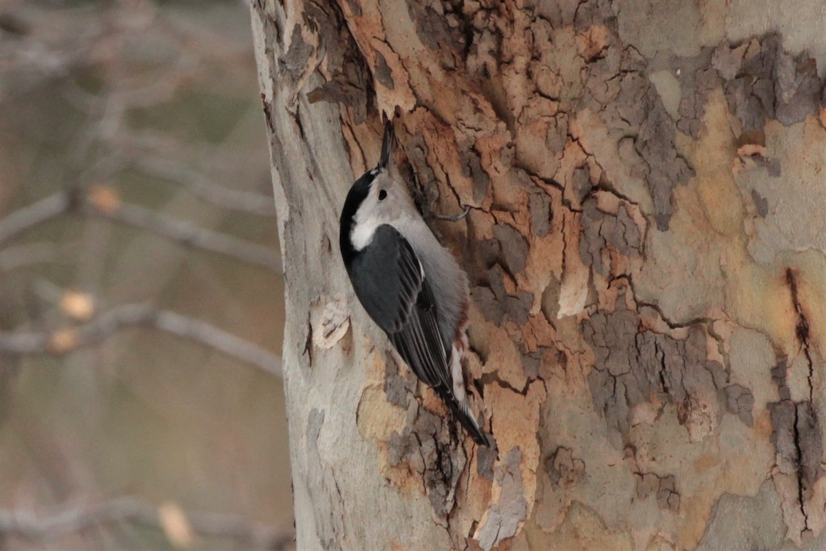 White-breasted Nuthatch - ML529311811