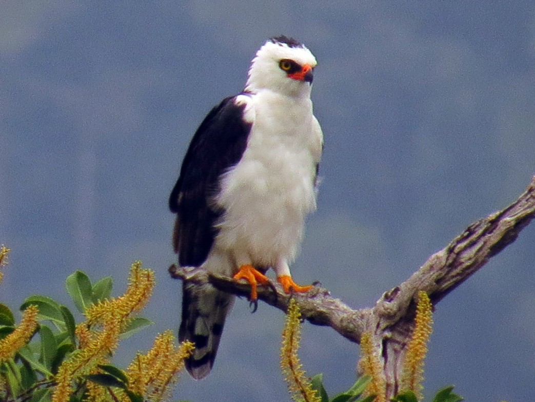 Black-and-white Hawk-Eagle - Jorge Muñoz García   CAQUETA BIRDING