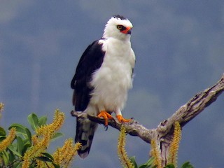  - Jorge Muñoz García   CAQUETA BIRDING - ML52931571