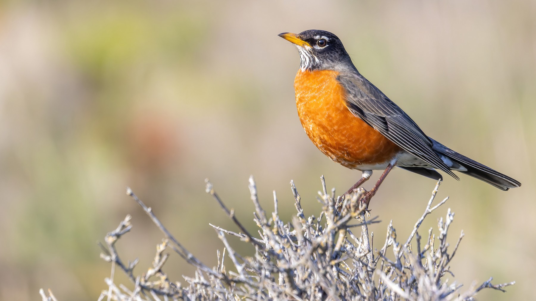 Певчая птица -СТРАНСТВУЮЩИЙ ДРОЗД (Turdus migratorius), вестник весны..  Обсуждение на LiveInternet - Российский Сервис Онлайн-Дневников