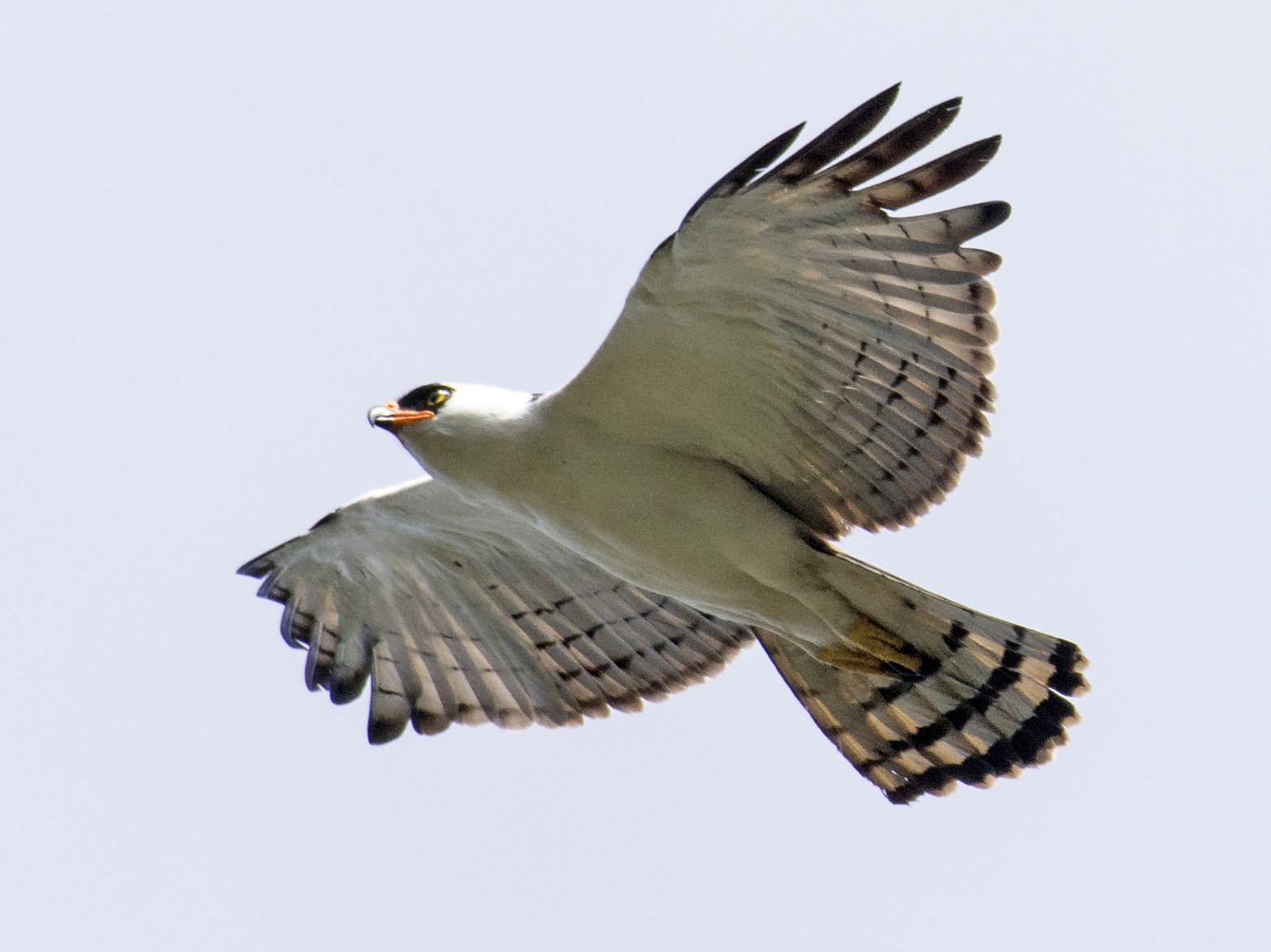 white ornate hawk eagle