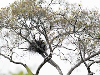 セグロクマタカ - eBird
