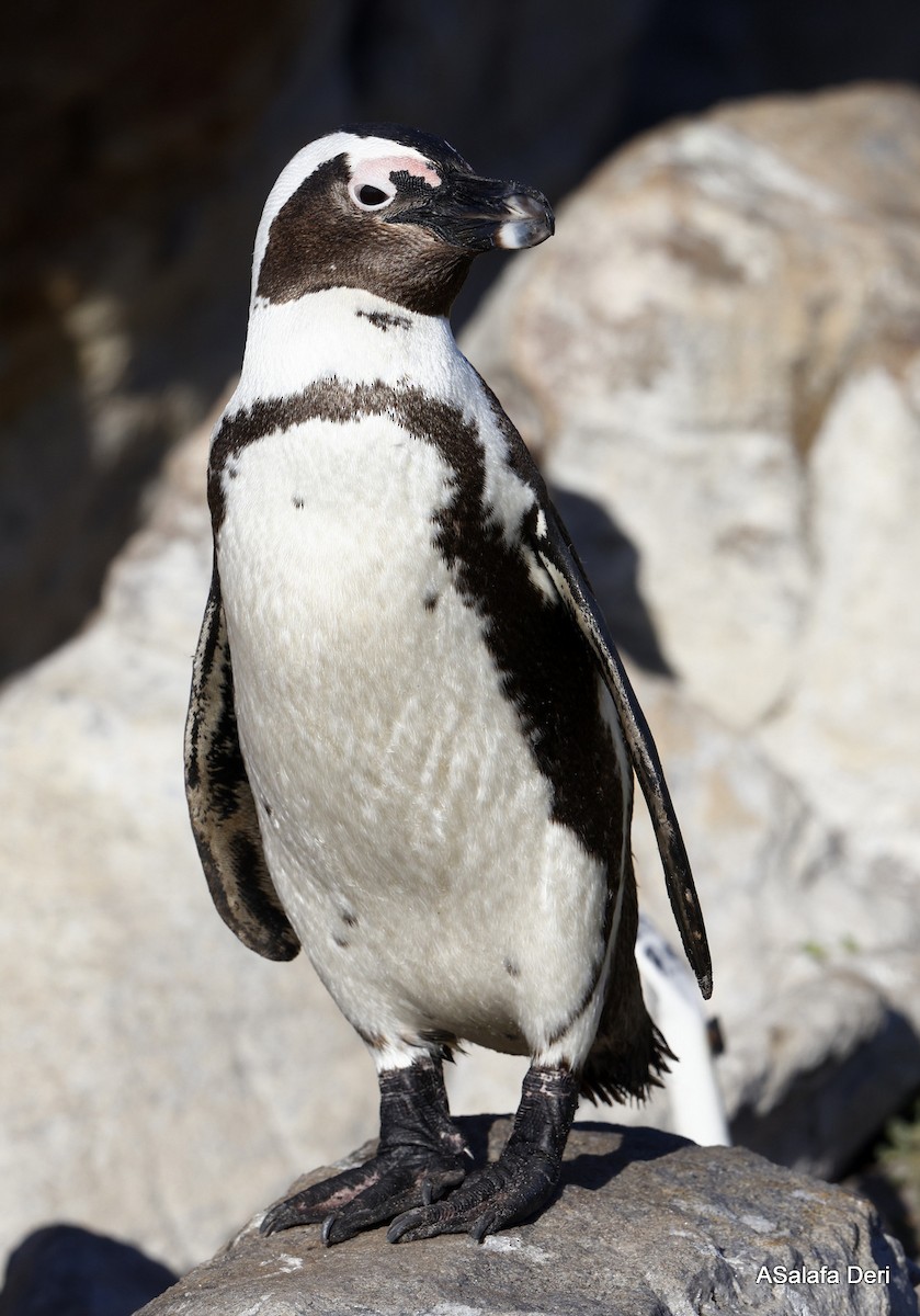 African Penguin - ML529316961