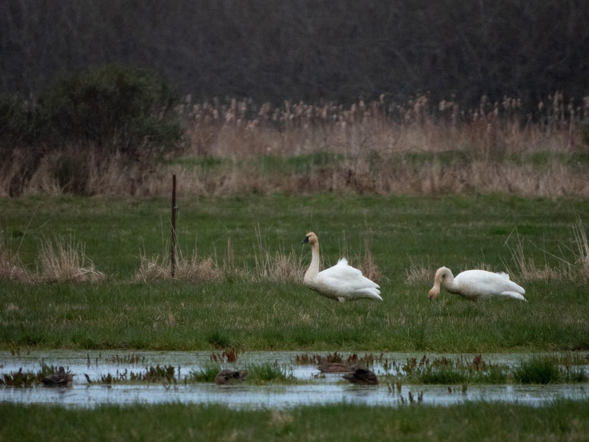 eBird Checklist 28 Jan 2023 Humboldt Bay NWRSalmon Creek Unit