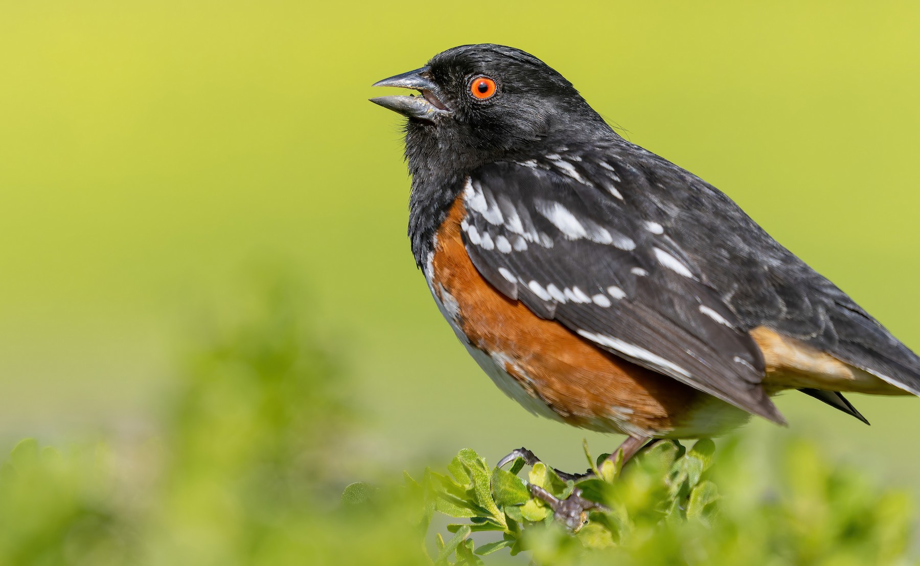 ホシワキアカトウヒチョウ（oregonus グループ） - eBird