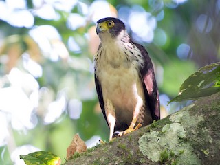 Молодая птица (Bicolored) - John C. Mittermeier - ML52931971
