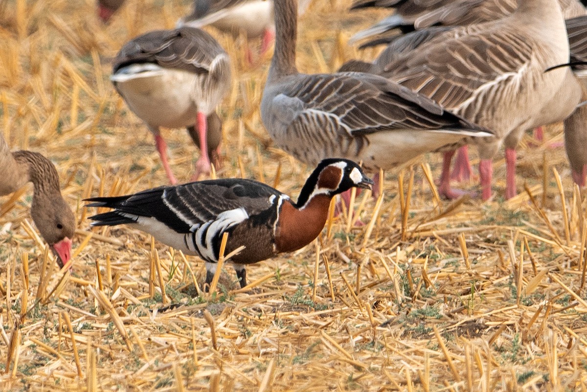 Red-breasted Goose - ML529319881