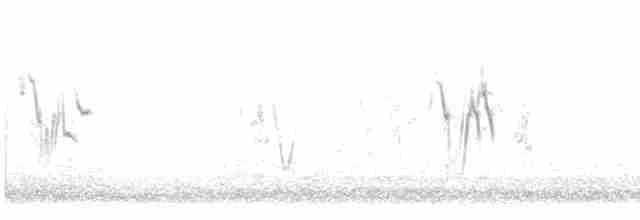 White Wagtail - ML529322721