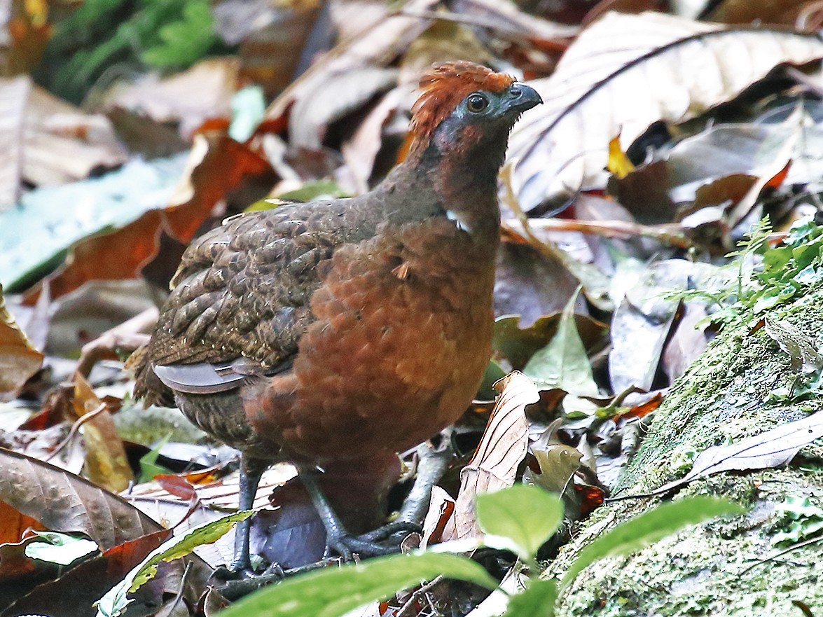 Odontophorus melanotis