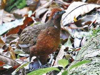  - Black-eared Wood-Quail