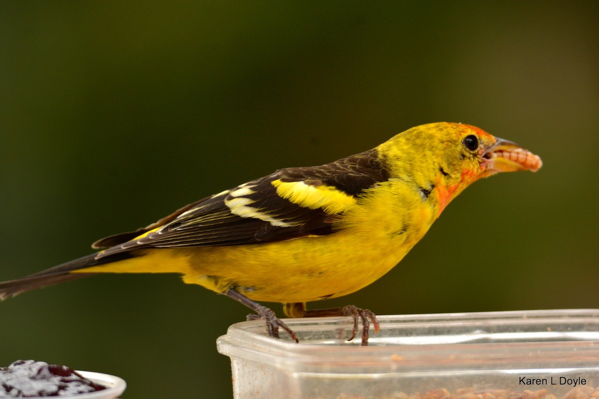 Western Tanager - ML52932511