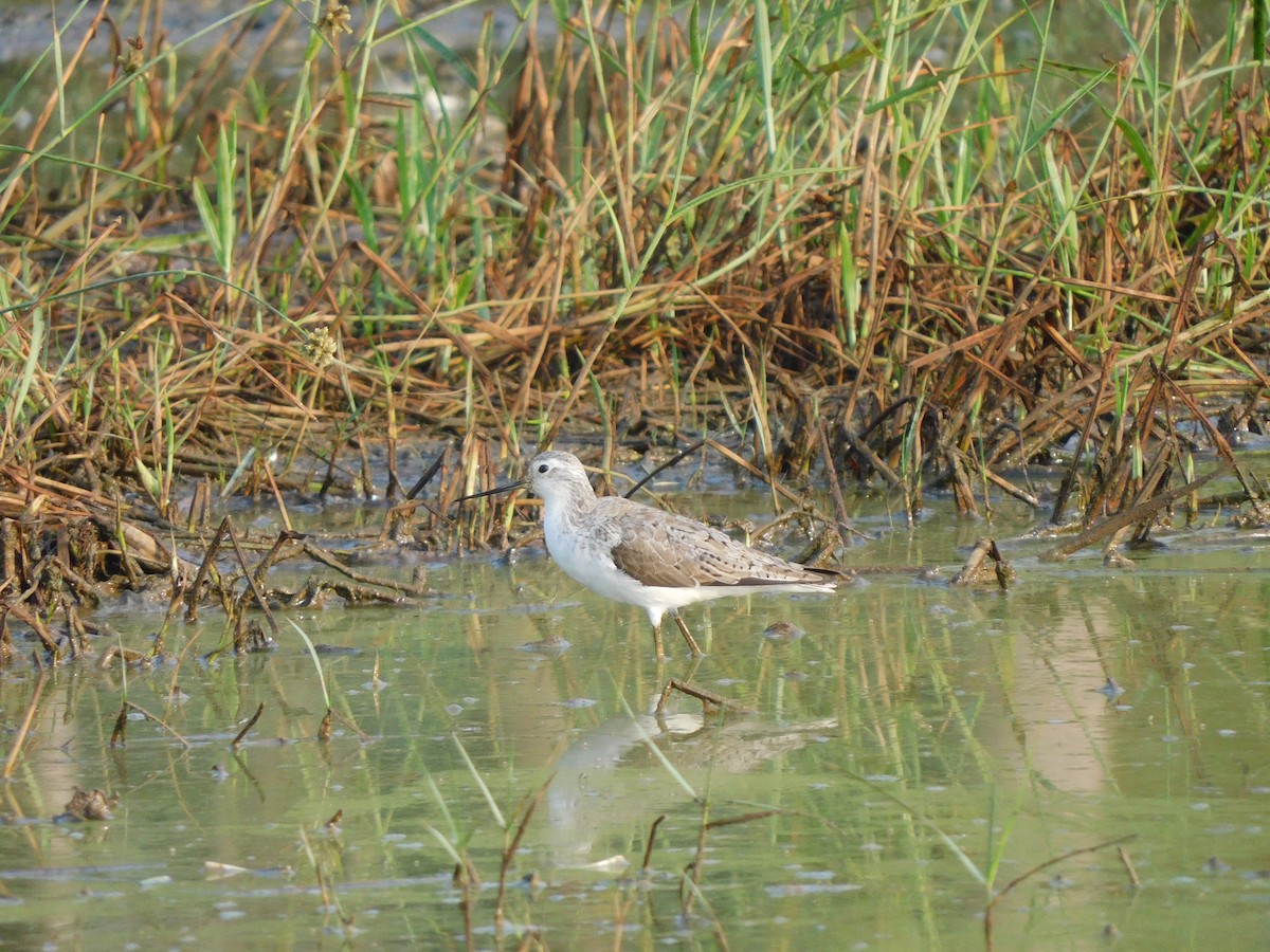 Marsh Sandpiper - ML529325251