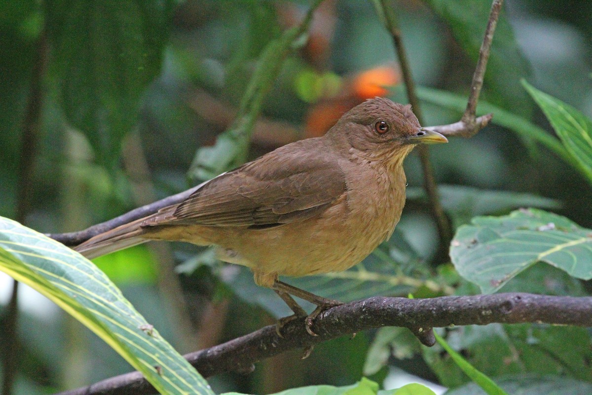 Clay-colored Thrush - Paul Lewis