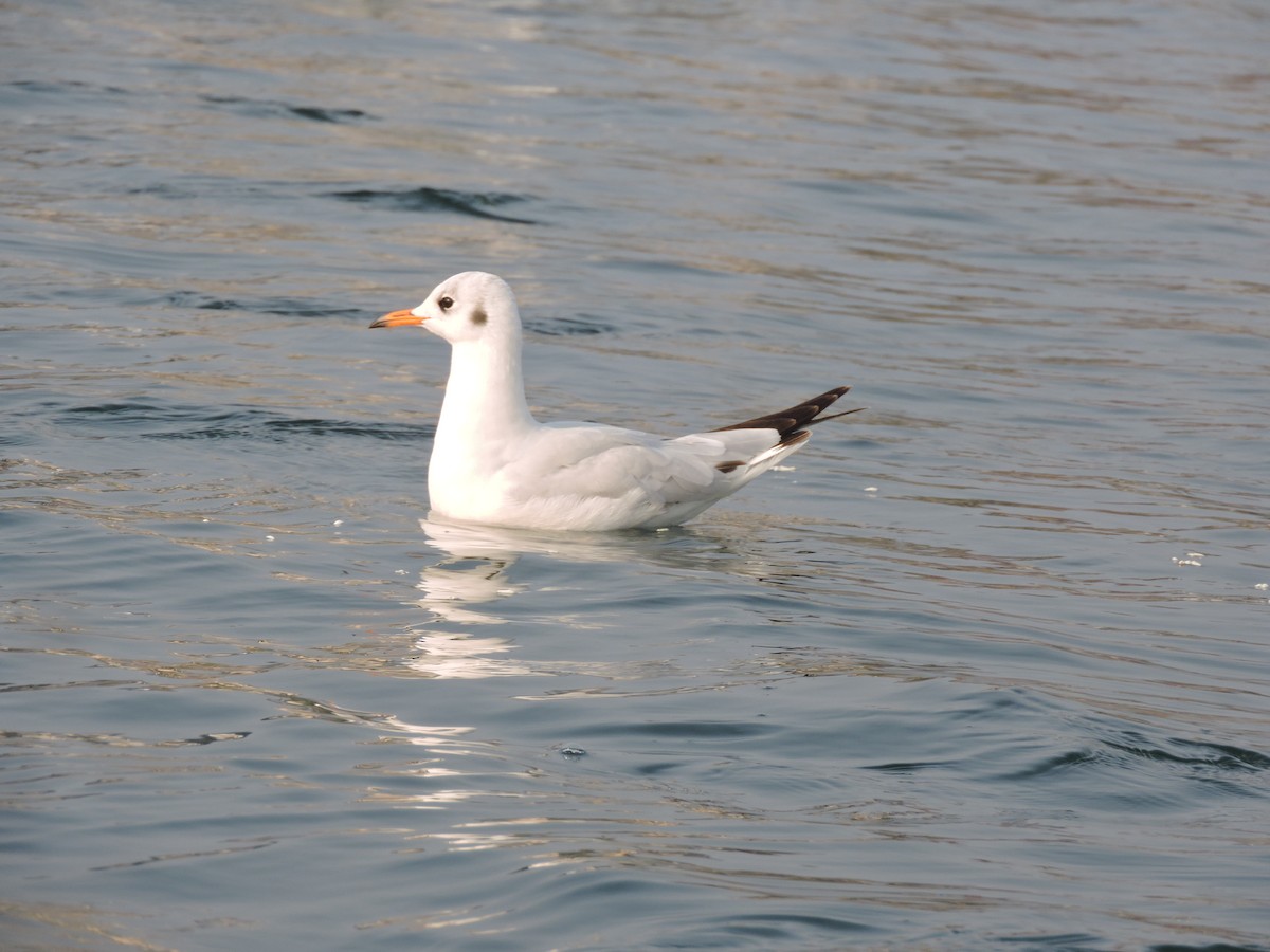 Mouette rieuse - ML529328691