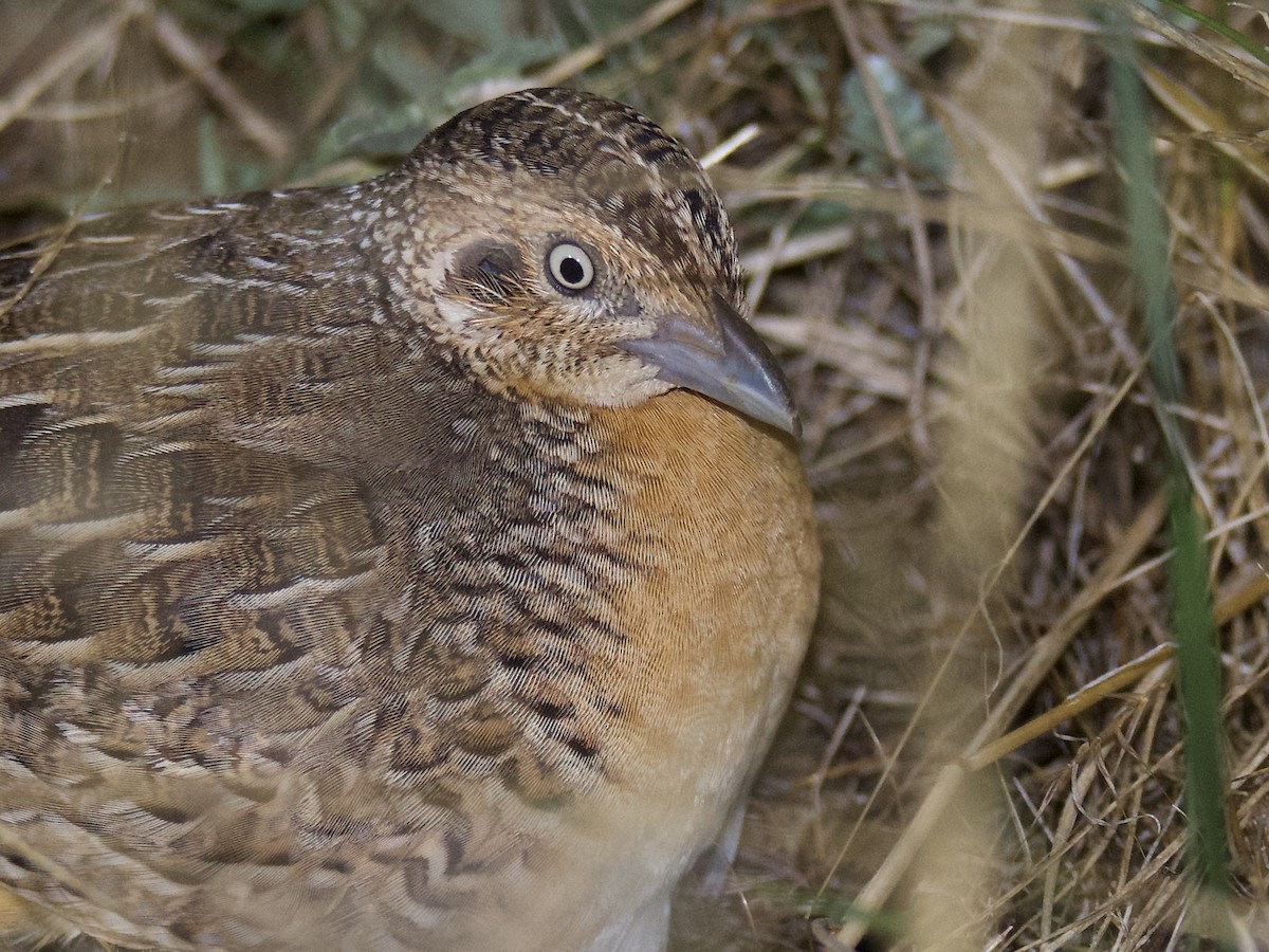Red-chested Buttonquail - ML529329481