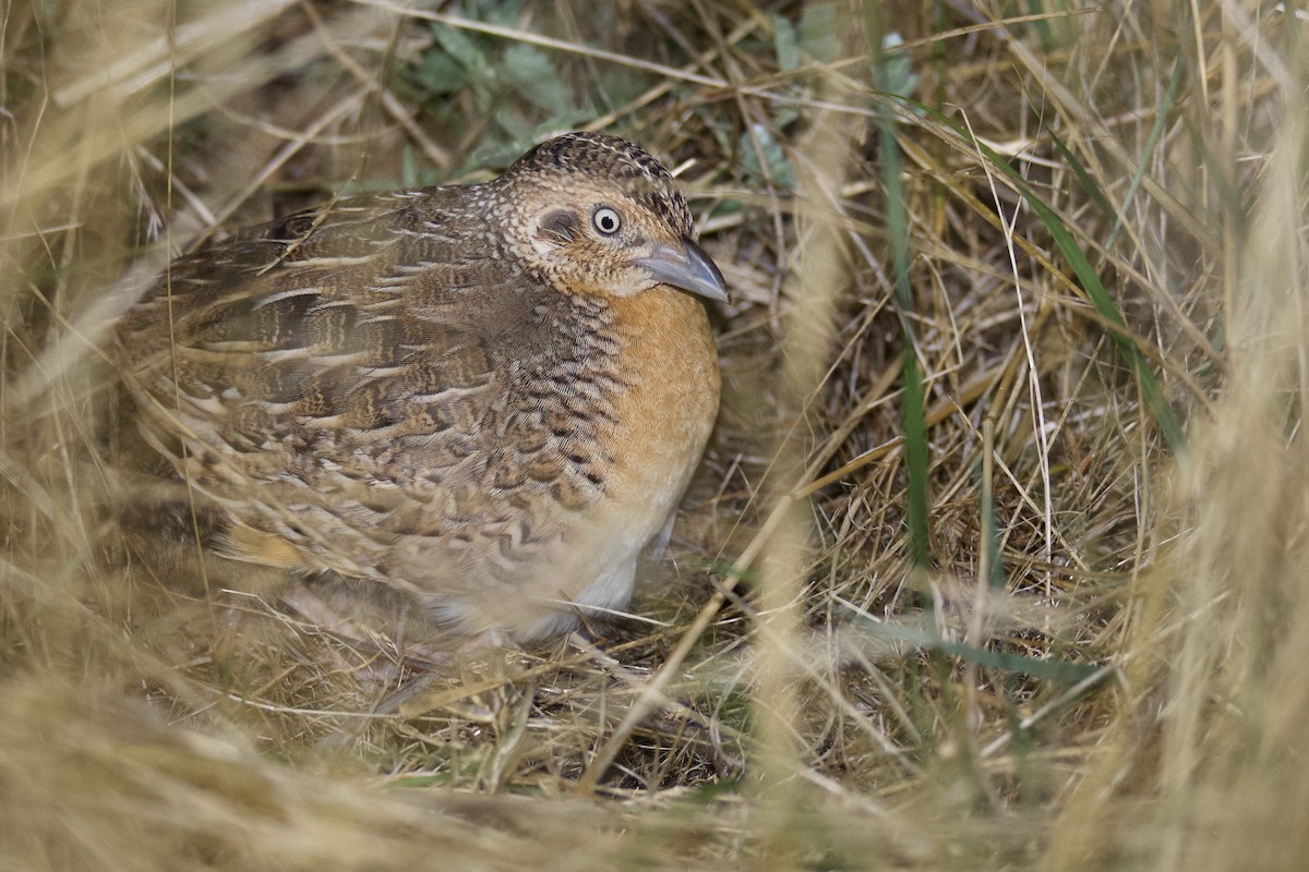 Red-chested Buttonquail - ML529329491