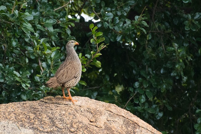 Natal Spurfowl