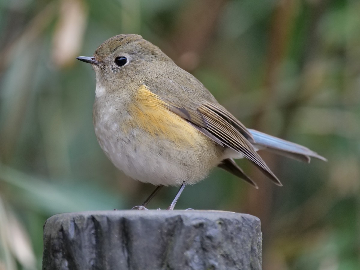 Red-flanked Bluetail - ML529330031