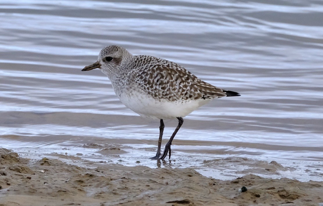 Black-bellied Plover - Mike Martin