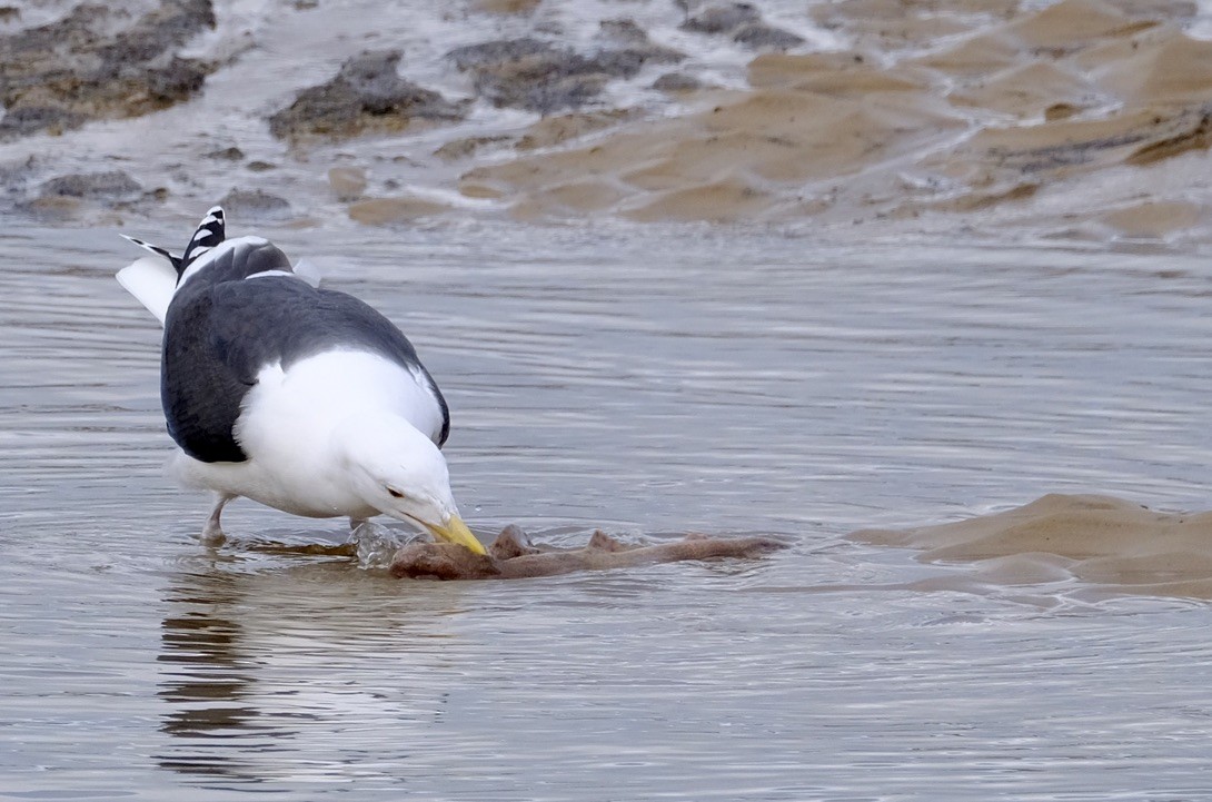 Great Black-backed Gull - Mike Martin