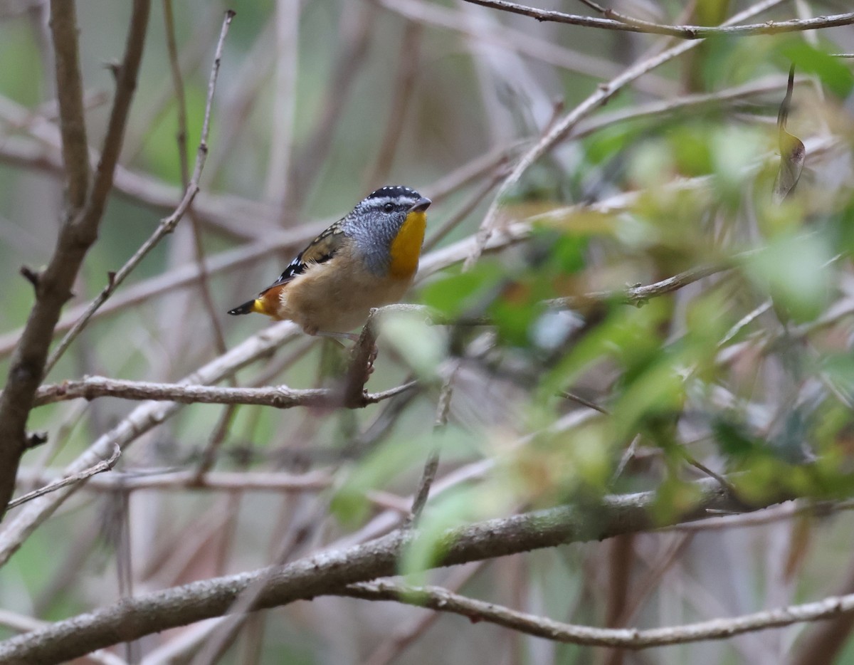 Spotted Pardalote - ML529336711