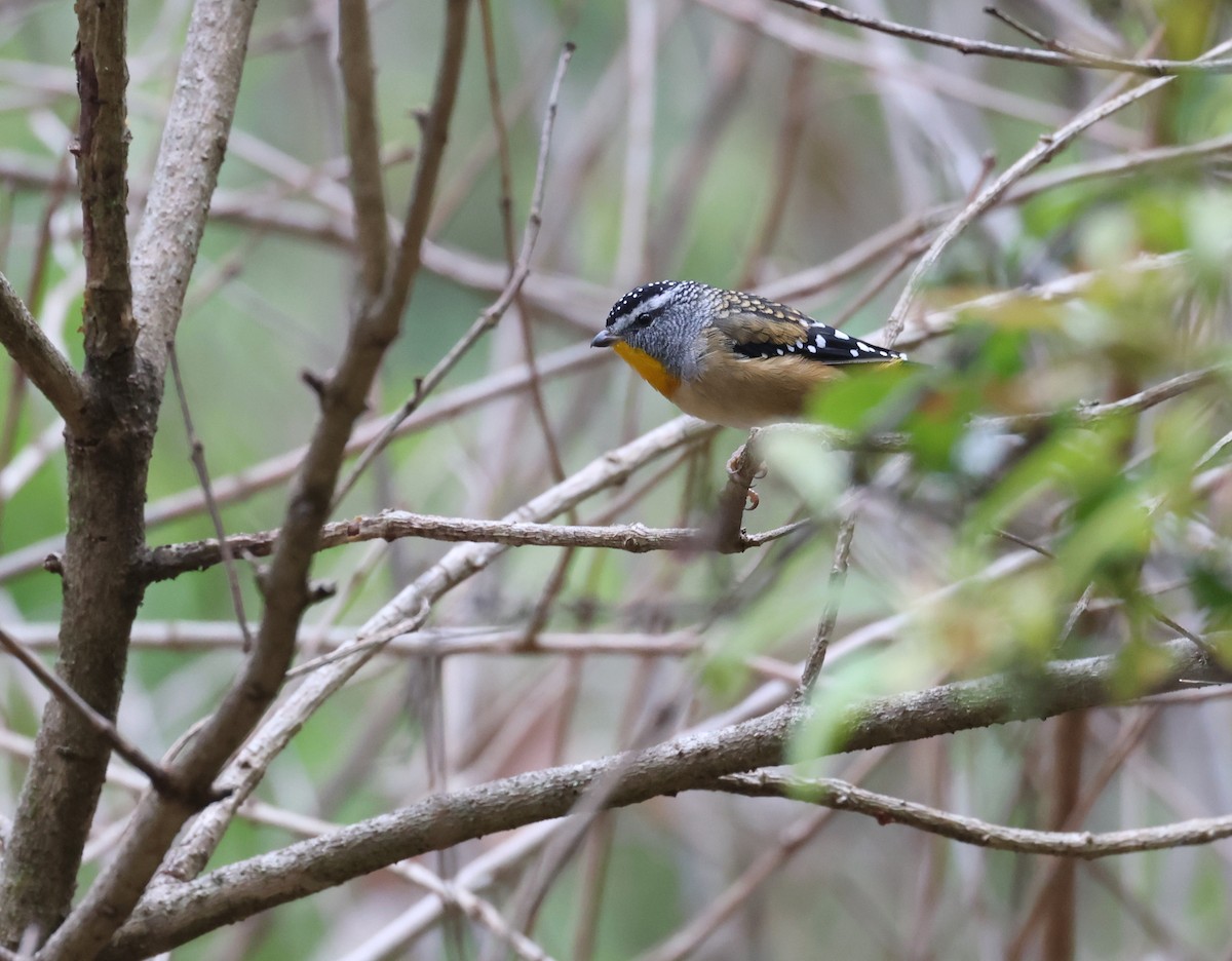 Spotted Pardalote - ML529336721