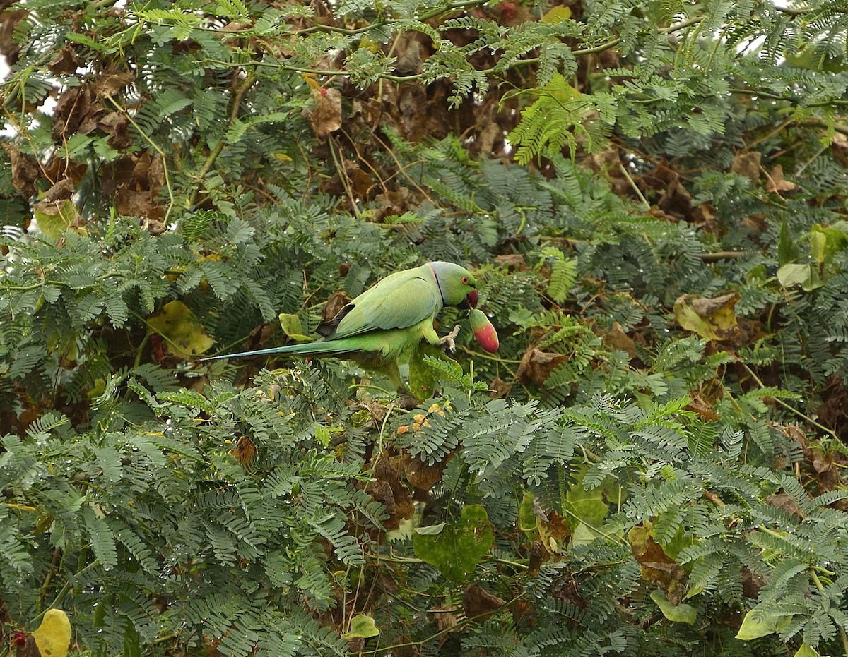 Yeşil Papağan - ML52933871