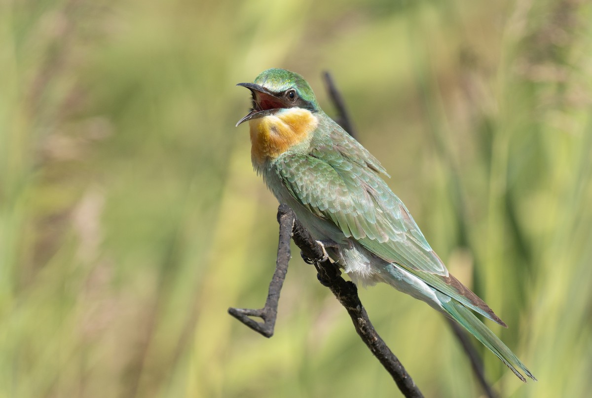 Blue-cheeked Bee-eater - ML529343531