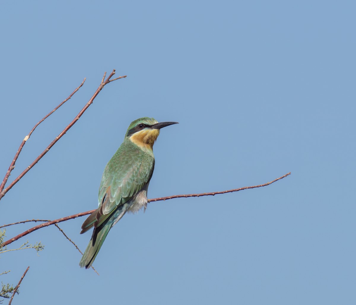 Blue-cheeked Bee-eater - ML529343791