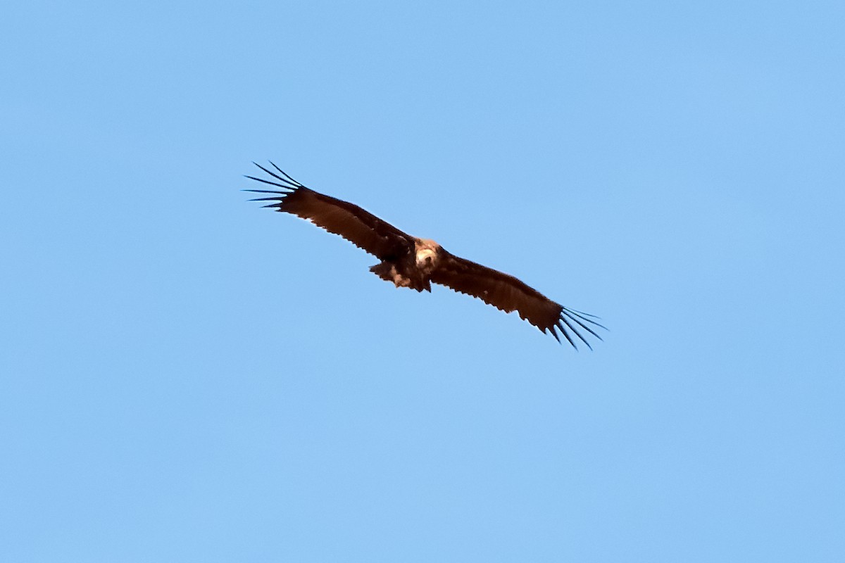 Cinereous Vulture - ML529349321