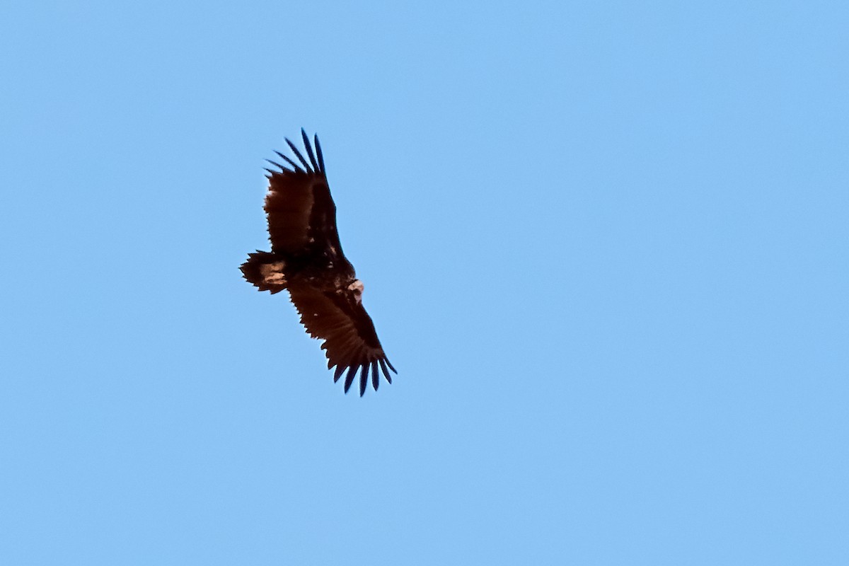 Cinereous Vulture - ML529349331