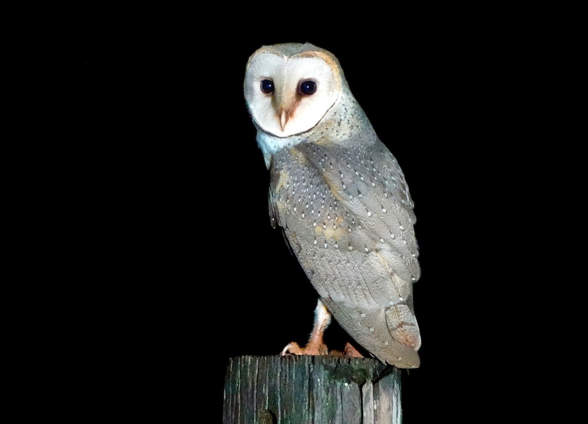 Barn Owl - ML529353361